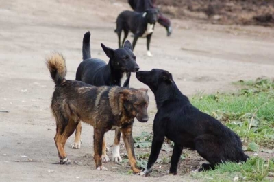 В Ростове девочка пострадала в результате атаки стаи бездомных собак